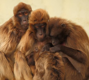 Blutbrustpavian oder Dschelada / Gelada / Theropithecus gelada