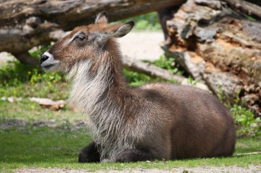 Defassa-Wasserbock / Defassa su geyiği / Kobus defassa - Kobus ellipsiprymnus defassa