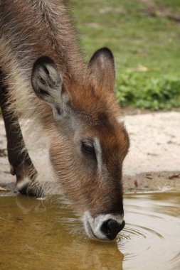 Defassa-Wasserbock / Defassa su geyiği / Kobus defassa - Kobus ellipsiprymnus defassa