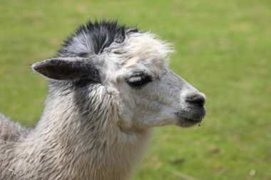 Alpaka / Alpaca / Vikugna paketleri