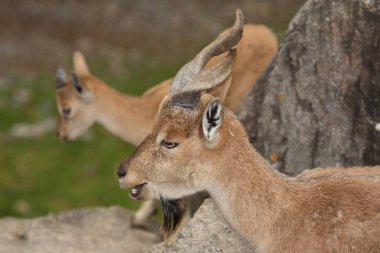 Schraubenziege / Markhor / Capra falconeri