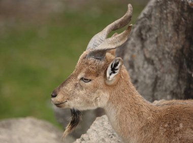 Schraubenziege / Markhor / Capra falconeri