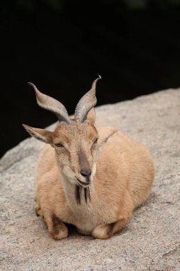 Schraubenziege / Markhor / Capra falconeri