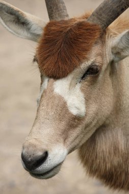 Mendesantilope / Addax / Addax nasomaculatus