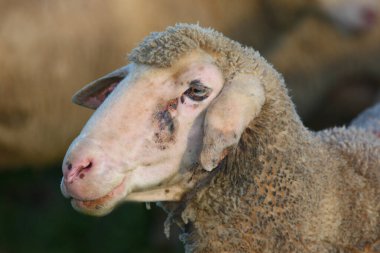 Schaf / Yurtiçi koyun / Ovis