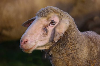 Schaf / Yurtiçi koyun / Ovis