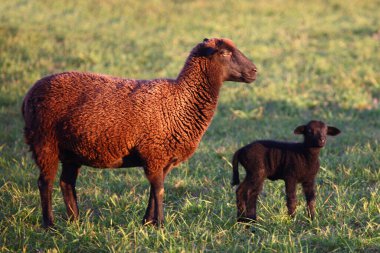 Schaf / Yurtiçi koyun / Ovis