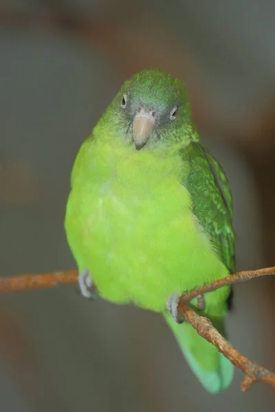 Augenring Sperlingspapagei Spectacled Parrotlet Forpus Conspicillatus — Fotografie, imagine de stoc