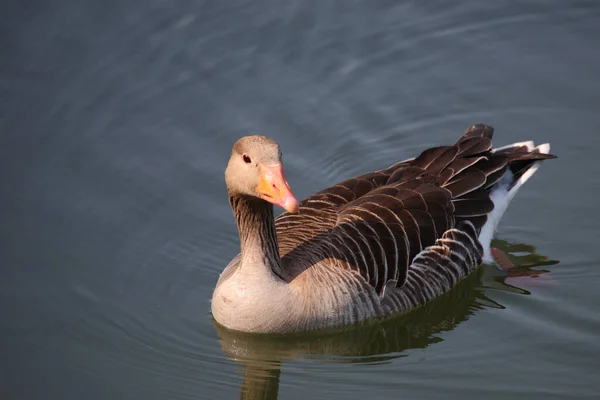 Graugans Greylag Goose Anser Anser — Foto Stock