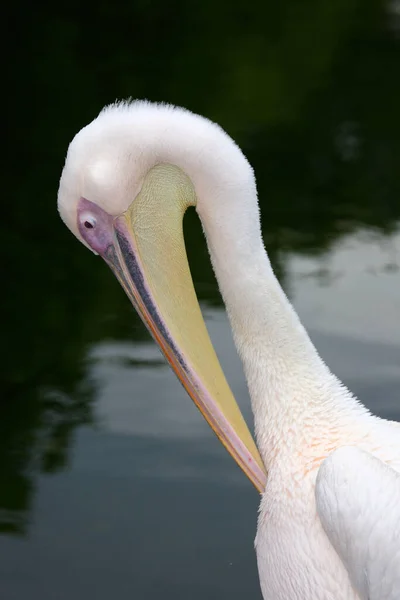Rosapelikan Great White Pelican Pelecanus Onocrotalus — Stock Photo, Image