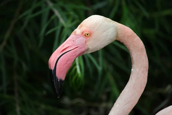 Rosaflamingo Greater Flamingo Phoenicopterus Roseus — Stock Photo, Image