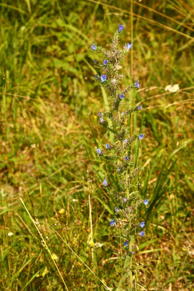 Blaue Blume Flower Flos — Stock Photo, Image