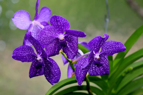 Blaue Orchidee / Blue orchid / Orchidaceae