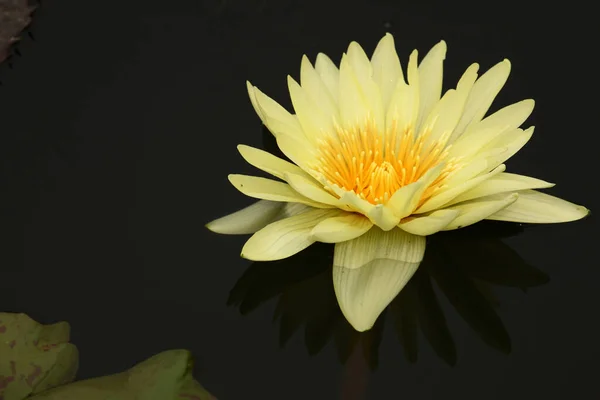Gelbe Seerose Yellow Waterlily Nymphaea — Stock Photo, Image