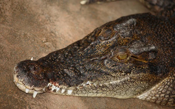 Leistenkrokodil Cocodrilo Agua Salada Crocodylus Porosus — Foto de Stock