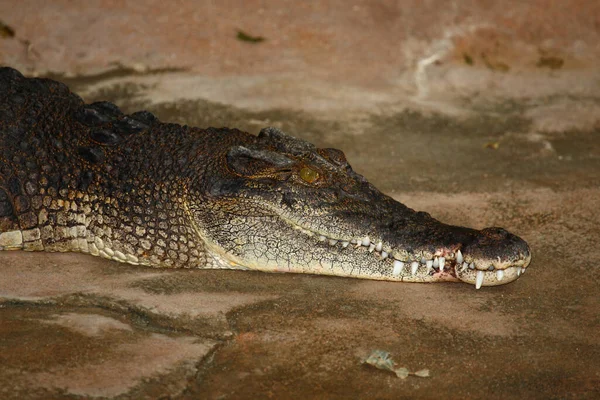 Leistenkrokodil Cocodrilo Agua Salada Crocodylus Porosus — Foto de Stock