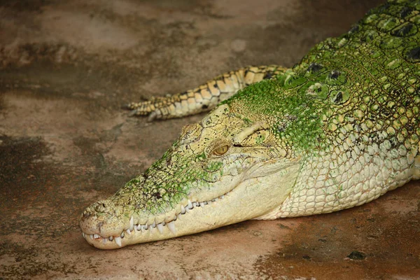 Weisses Leistenkrokodil Cocodrilo Agua Salada Blanco Crocodylus Porosus — Foto de Stock