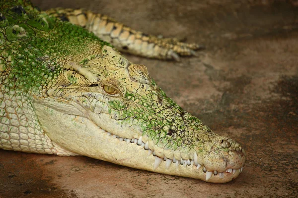Weisses Leistenkrokodil Crocodile Eau Salée Blanche Crocodylus Porosus — Photo