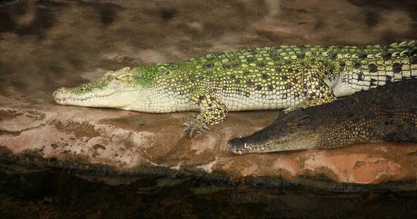 Weißes Leistenkrokodil Weißes Meerwasserkrokodil Crocodylus Porosus — Stockfoto