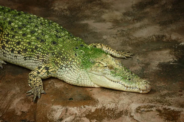 Weisses Leistenkrokodil Coccodrillo Marino Bianco Crocodylus Porosus — Foto Stock