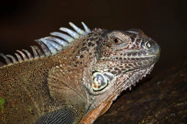 Gruener Leguan Iguana Verde Iguana Iguana — Fotografia de Stock