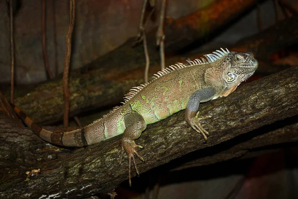 Gruener Leguan Green Iguana Iguana Iguana — Stock Fotó