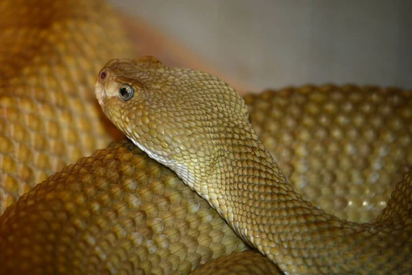 Basilisken Klapperschlange Mexikói Nyugati Parti Csörgőkígyó Crotalus Basiliscus — Stock Fotó