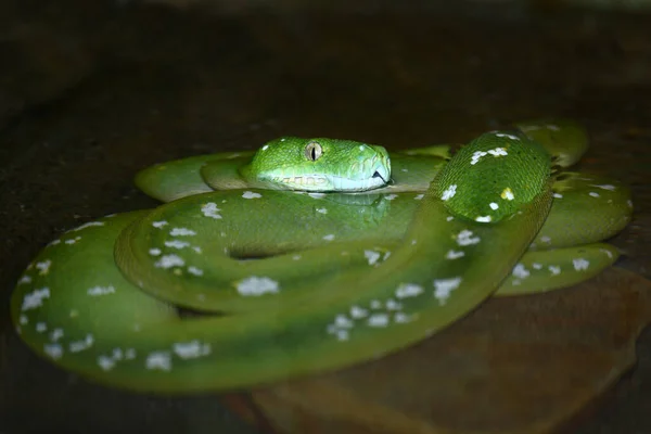 Gruene Baumpython Green Tree Python Morelia Viridis — Stockfoto