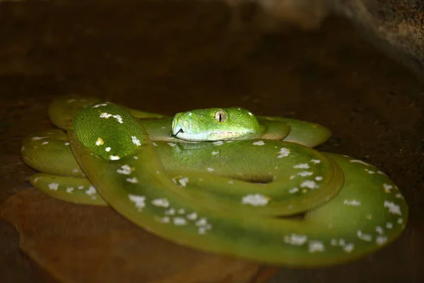 Gruene Baumpython Green Tree Python Morelia Viridis — стокове фото