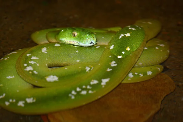 Gruene Baumpython Árvore Verde Python Morelia Viridis — Fotografia de Stock
