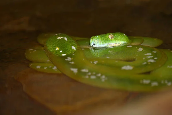 Grene Baumpython 緑の木Python Morelia Viridis — ストック写真