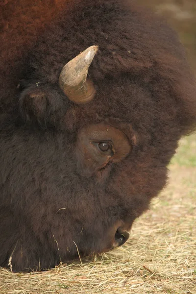 Amerikanischer Bison Amerikanischer Bison Bisonbison Bos Bison — Stockfoto