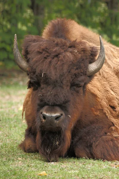 Amerikanischer Bison American Bison Bison Bos Bison — 스톡 사진