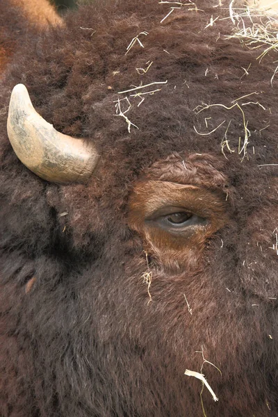 Amerikanischer Bison American Bison Bison Bos Bison — 스톡 사진