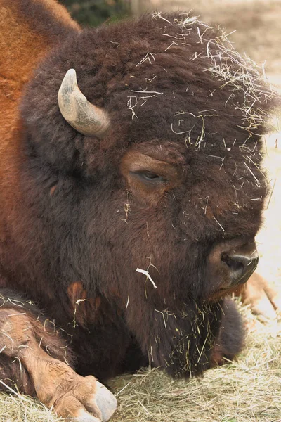 Amerikanischer Bison American Bison Bison Bison Bos Bison — Photo
