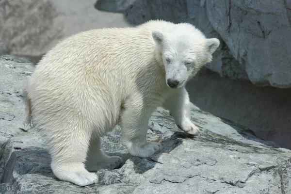 Eisbaer Oso Polar Ursus Maritimus — Foto de Stock