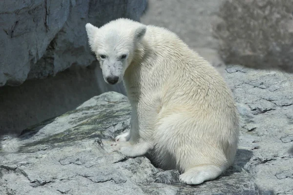 Eisbaer Lední Medvěd Ursus Maritimus — Stock fotografie