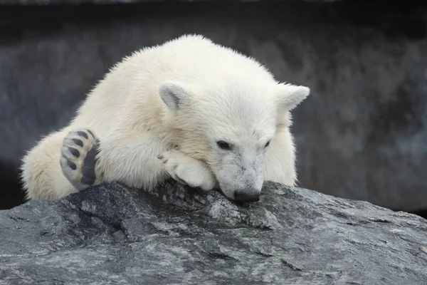 艾斯贝尔 北极熊 — 图库照片