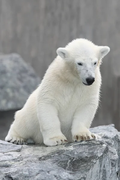 Eisbaer Polar Bear Ursus Martimus — ストック写真