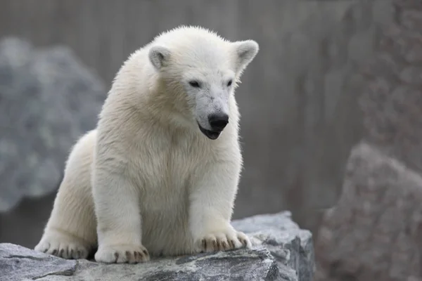 Eisbaer Πολική Αρκούδα Ursus Maritimus — Φωτογραφία Αρχείου