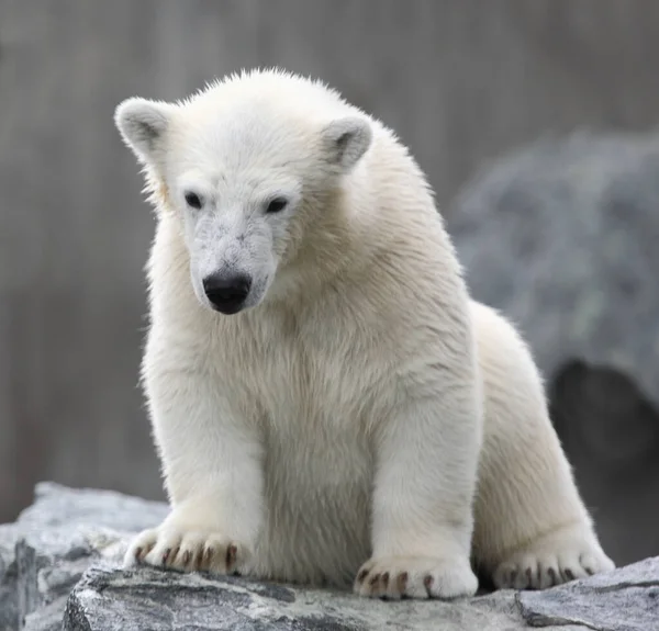 Eisbaer Urso Polar Ursus Maritimus — Fotografia de Stock
