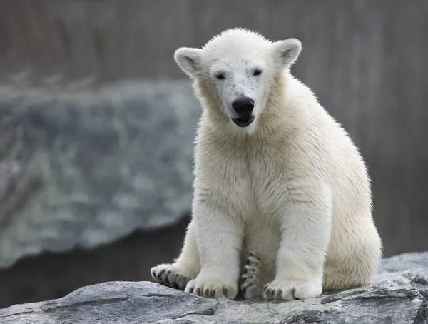 Eisbaer Polar Bear Ursus Maritimus — 스톡 사진