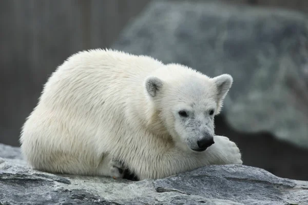 Eisbaer Oso Polar Ursus Maritimus — Foto de Stock