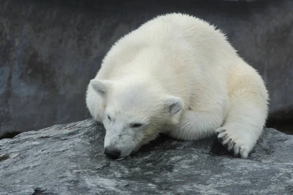 Eisbaer Urso Polar Ursus Maritimus — Fotografia de Stock