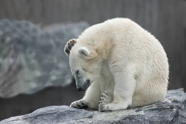 Eisbaer Orso Polare Ursus Maritimus — Foto Stock