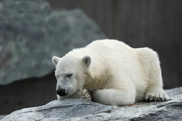 Эйсбаер Белый Медведь Урсус Морской — стоковое фото