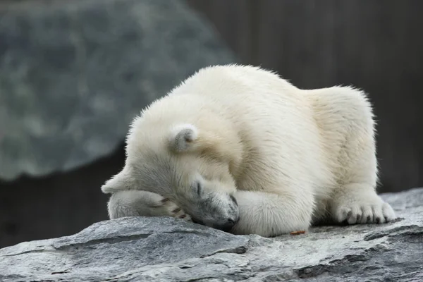 Eisbaer Polar Bear Ursus Maritimus — стокове фото