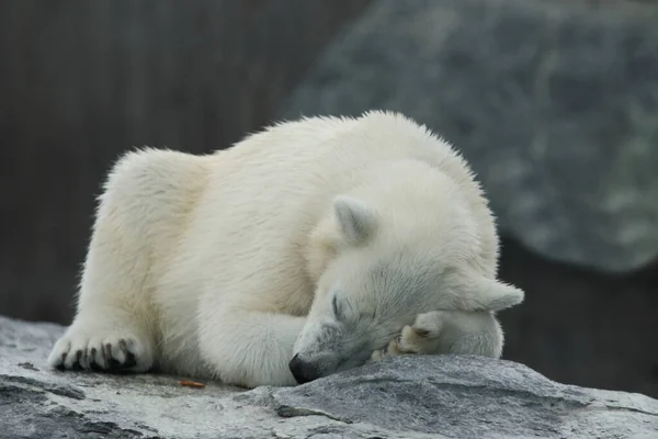 Эйсбаер Белый Медведь Урсус Морской — стоковое фото