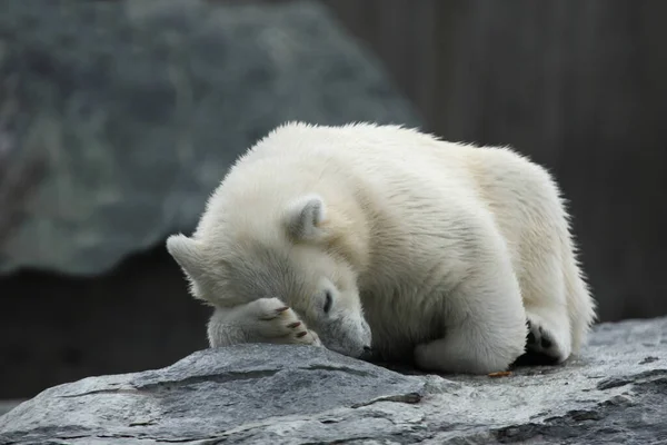 Eisbaer Eisbär Ursus Maritimus — Stockfoto