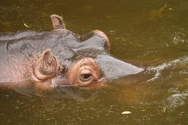 Flusspferd Hippopotamus Hippopotamus Amphibius —  Fotos de Stock